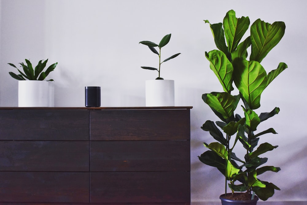 green leafed plant by wooden dress