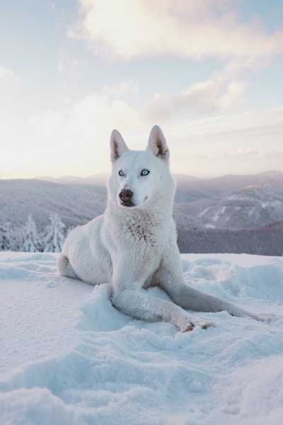 Husky in the snow