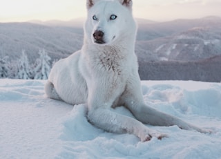 photo of adult short-coated white dog