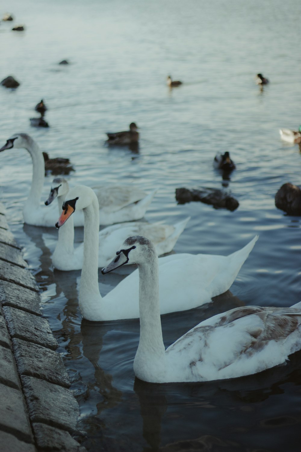 geese on body of water during daytime