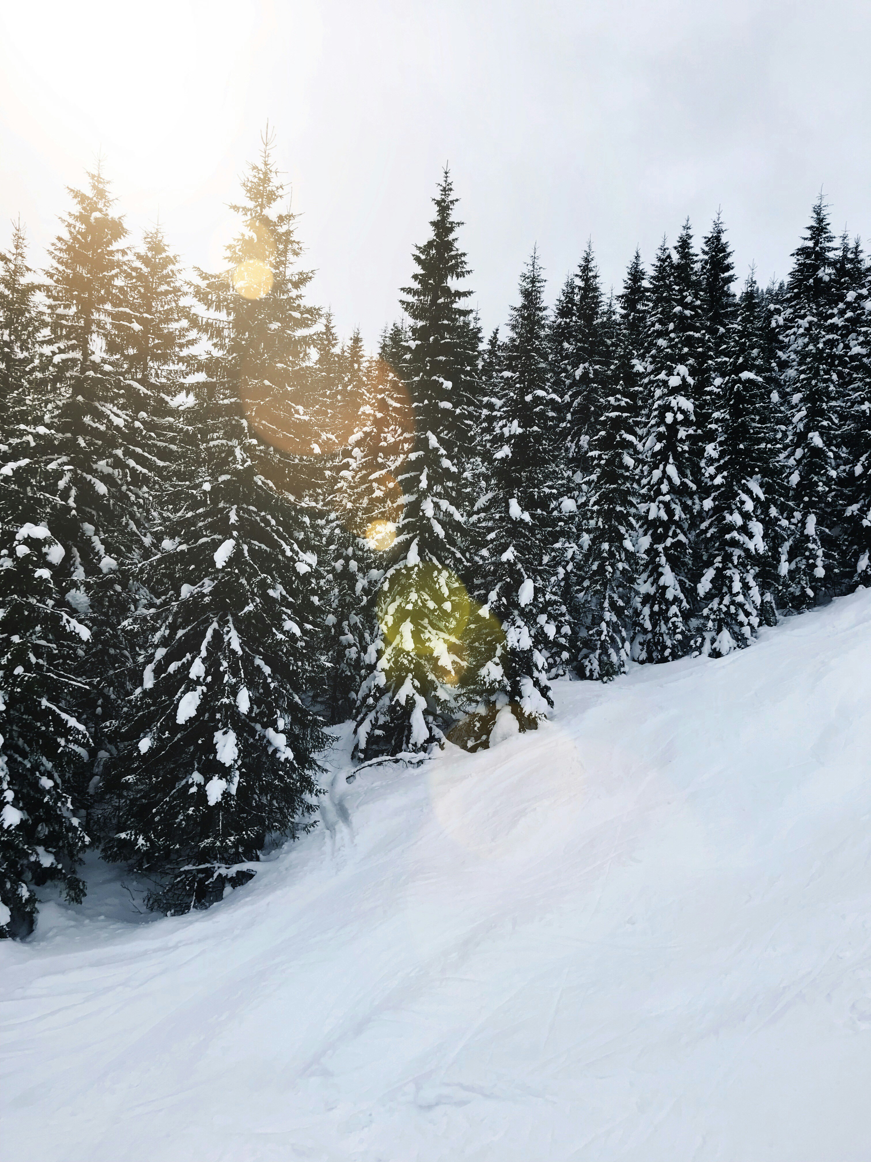 green pine trees covered with snow
