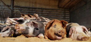 A sunny pasture with happy pigs rooting around the green grass.