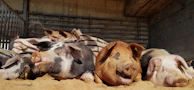 A rustic water trough surrounded by happy pigs enjoying a cool drink on a warm day.