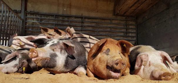 A farmer gently inspecting healthy pigs in a sunny pasture.