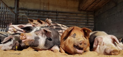 A group of pigs is lying contentedly on sandy ground inside a barn, with sunlight filtering in, casting warm light. The pigs appear relaxed and are either sleeping or resting peacefully.