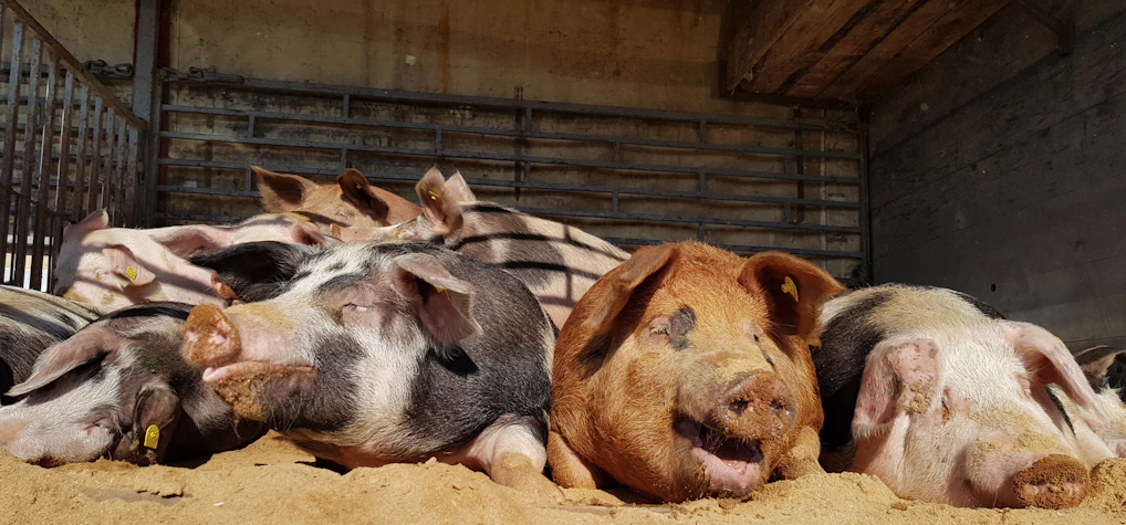 A close-up photo of healthy pigs in a clean, modern sustainable livestock facility bathed in natural light.
