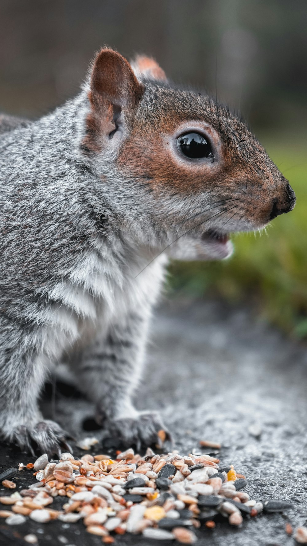 braunes und weißes Eichhörnchen auf grauem Betonboden