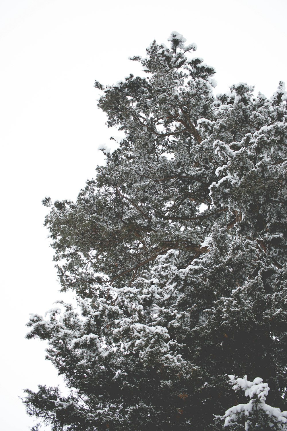 tree covered with snow