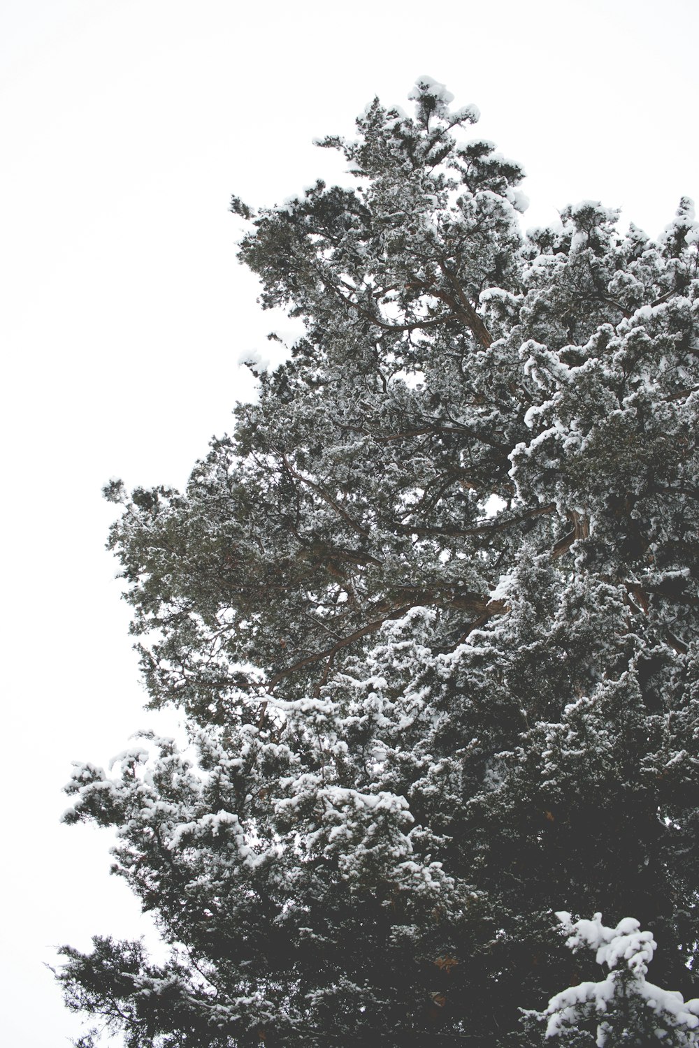 arbre couvert de neige