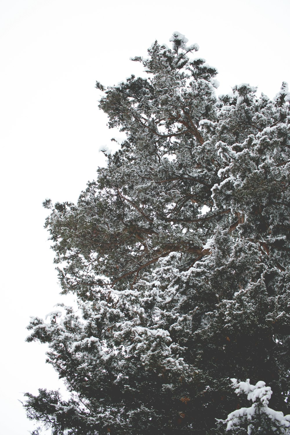 tree covered with snow