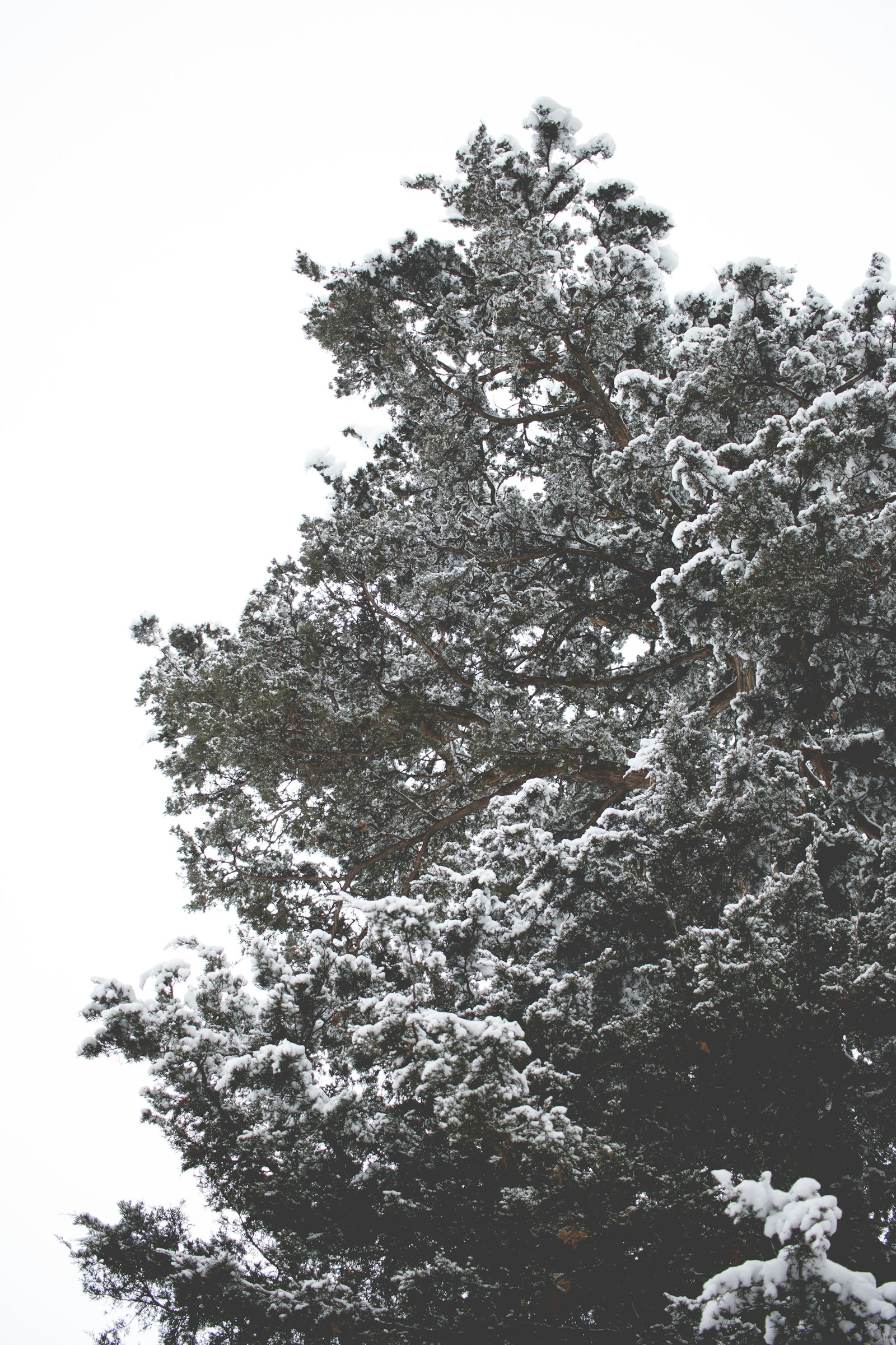 Canon EOS 70D sample photo. Tree covered with snow photography