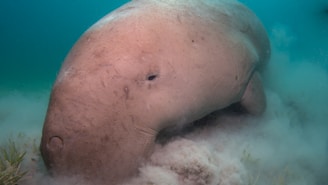 beige sea creature underwater photography