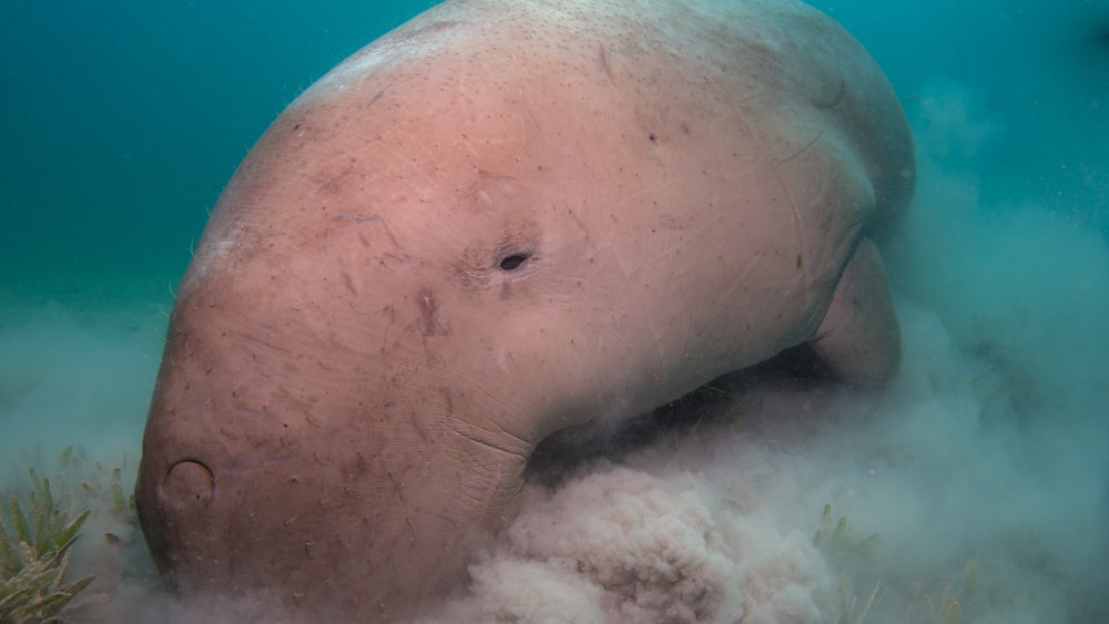 Dugong Pictures | Download Free Images on Unsplash