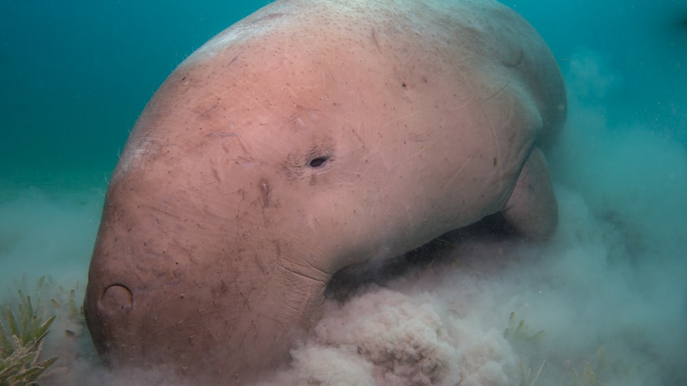 beige sea creature underwater photography