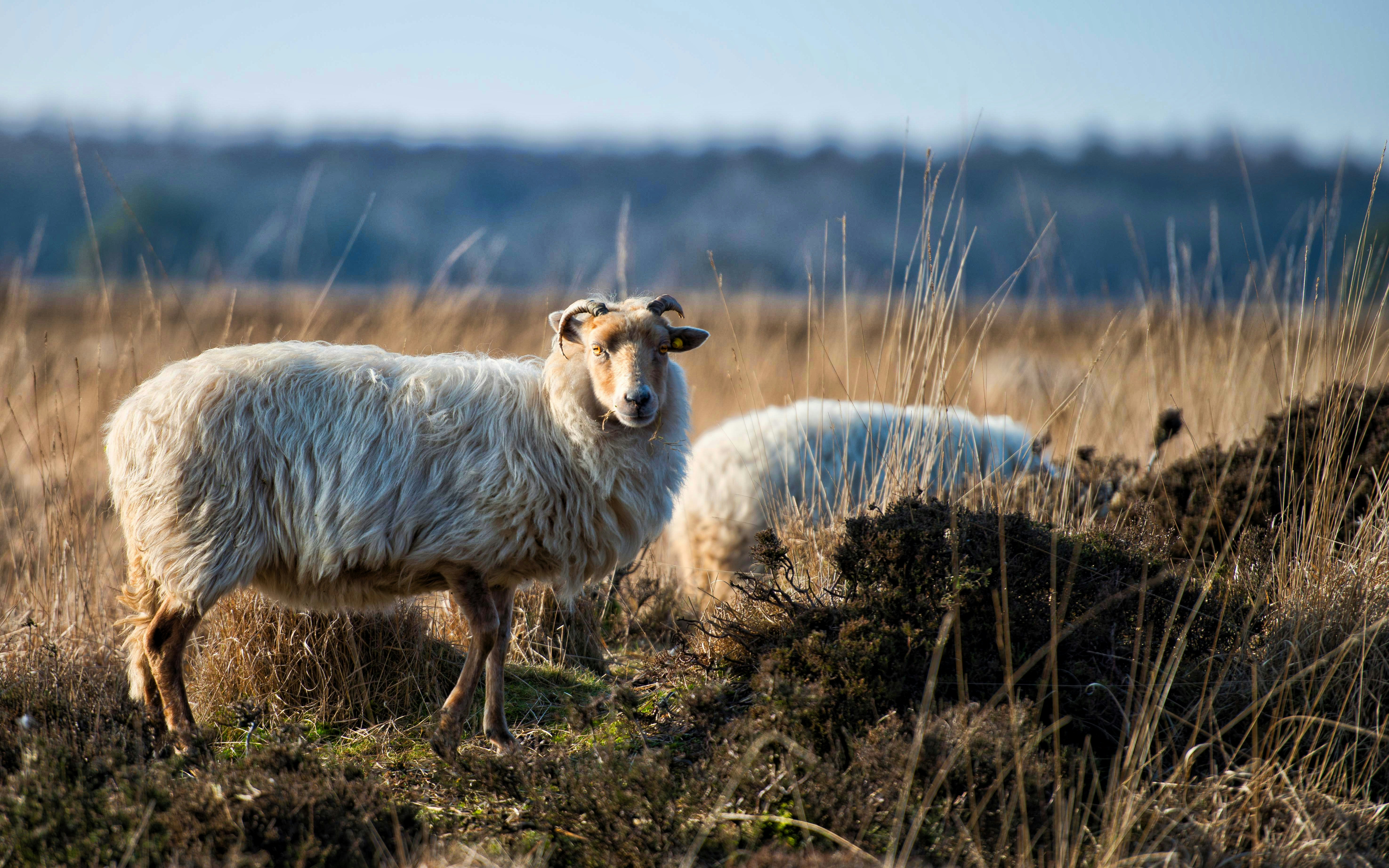 deux moutons avec de la laine poilue longue prise de dos dans le fond  d'herbe verte 12010568 Photo de stock chez Vecteezy, image size:3000x1875