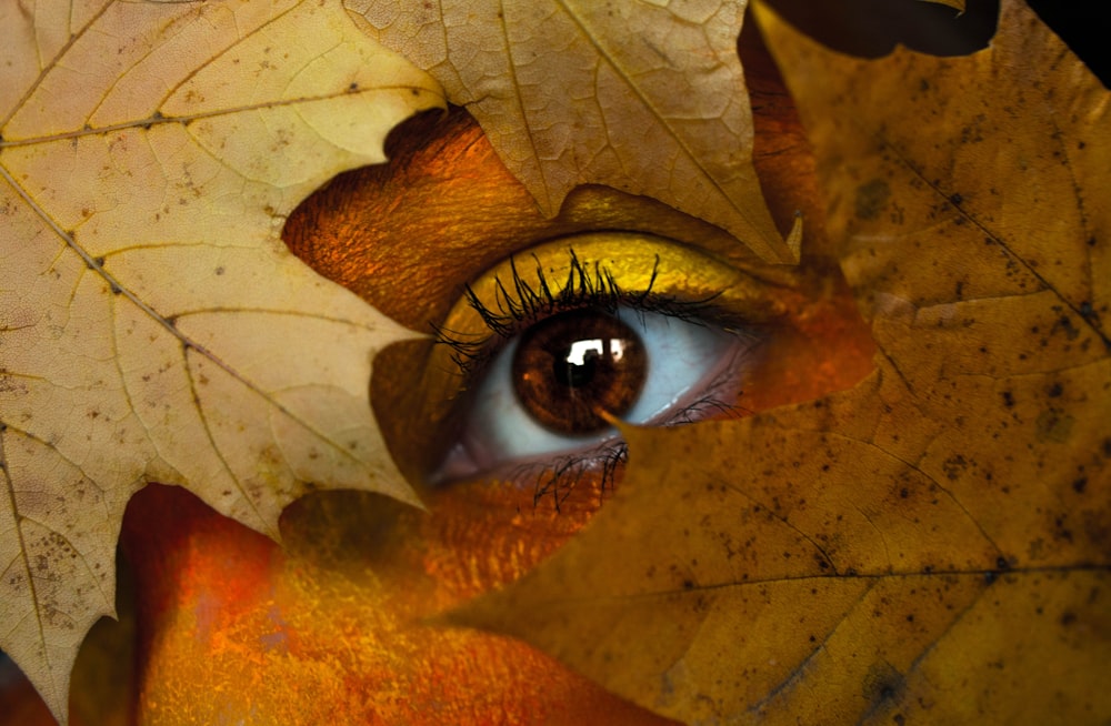 close-up photo of human eyes with brown leafs
