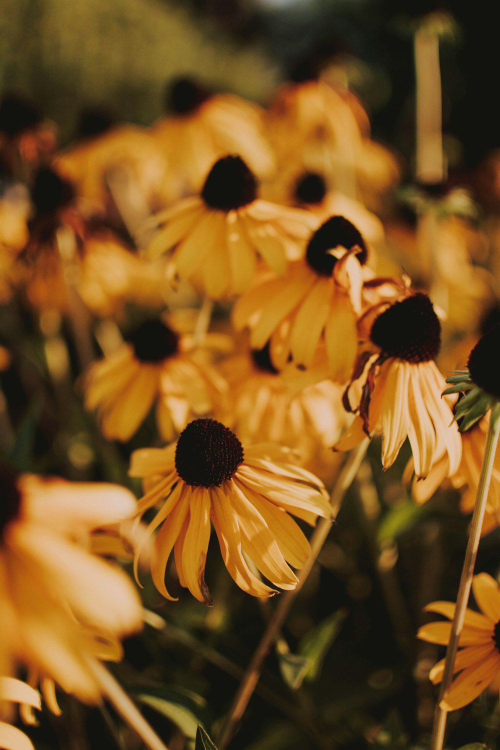 black-eyed susan flowers