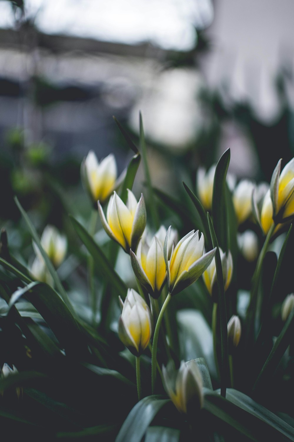 yellow flowers