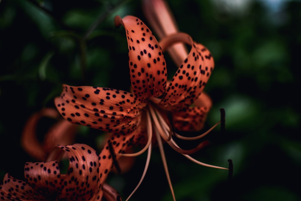 Flor de naranjo en flor