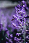 A close-up shot of a bee hovering near lavender flowers, with vibrant purple blossoms in soft focus in the background.
