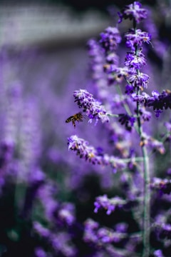 A close-up shot of a bee hovering near lavender flowers, with vibrant purple blossoms in soft focus in the background.