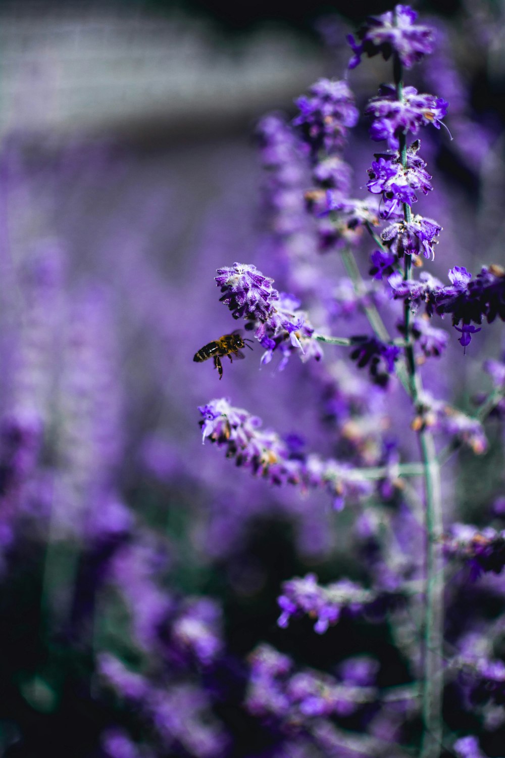 bee perching on lavender flower