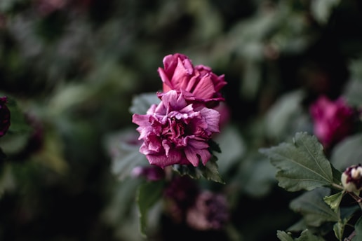 A close-up shot of a vibrant flower with intricate details in its petals, surrounded by soft bokeh.