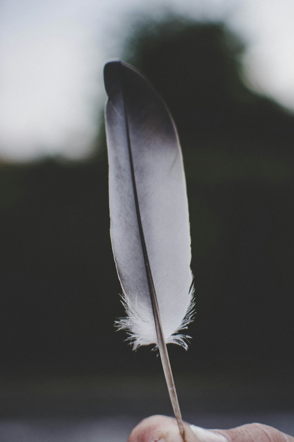 selective focus photography of white and black feather