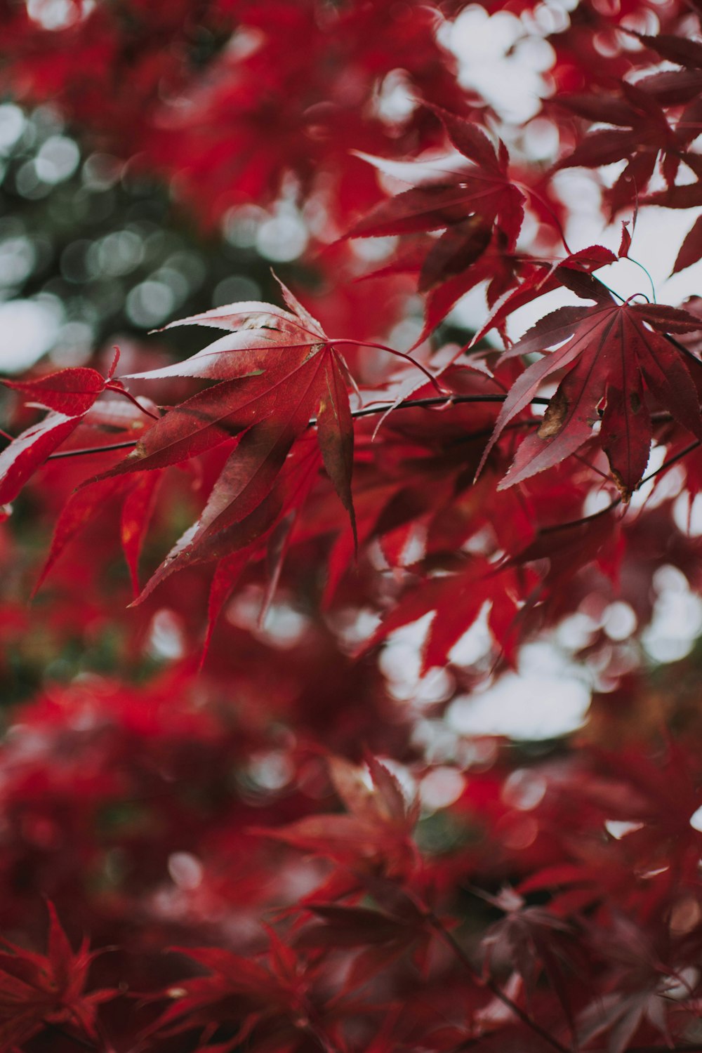 red leaves of tree