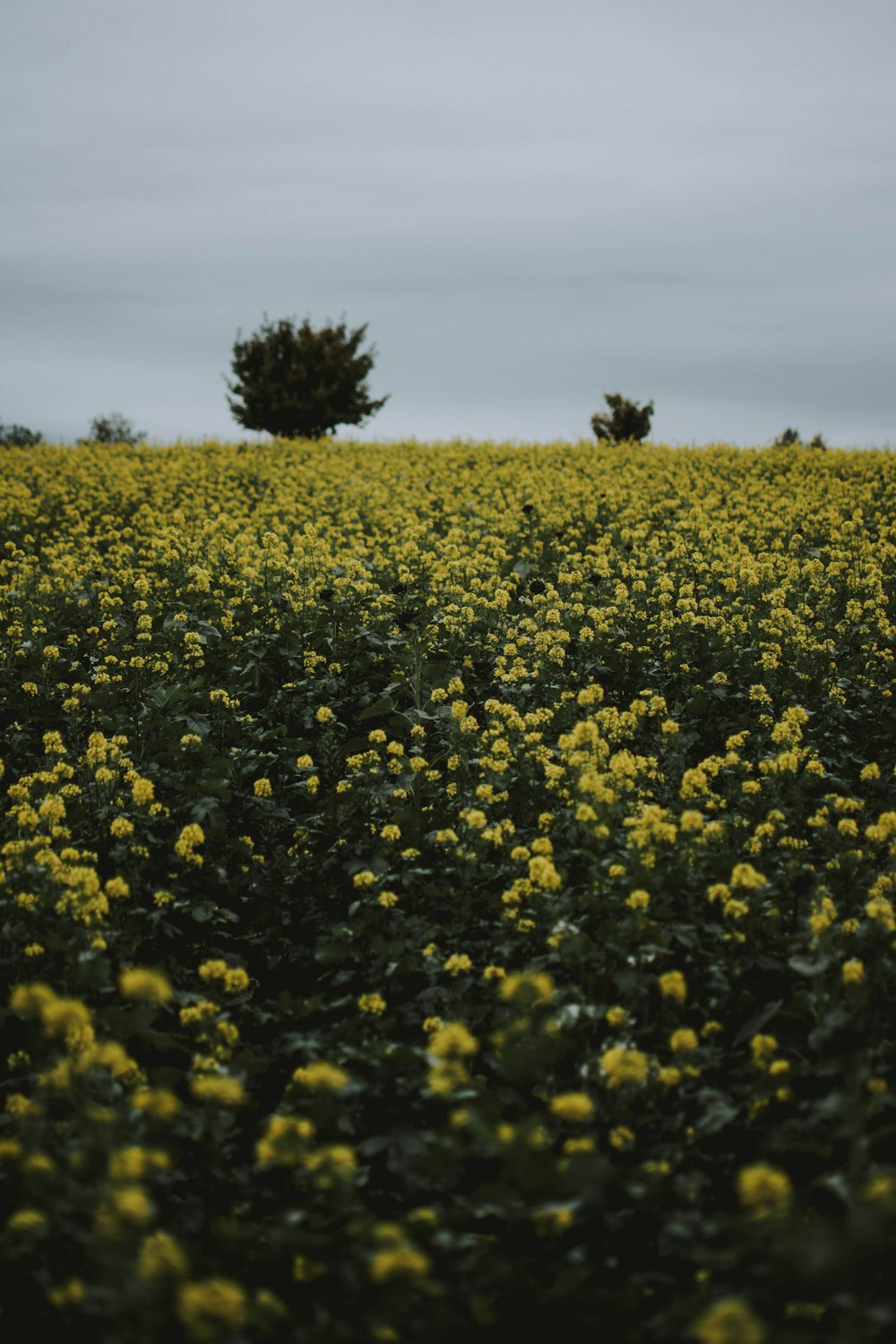 bed of yellow-petaled flowers