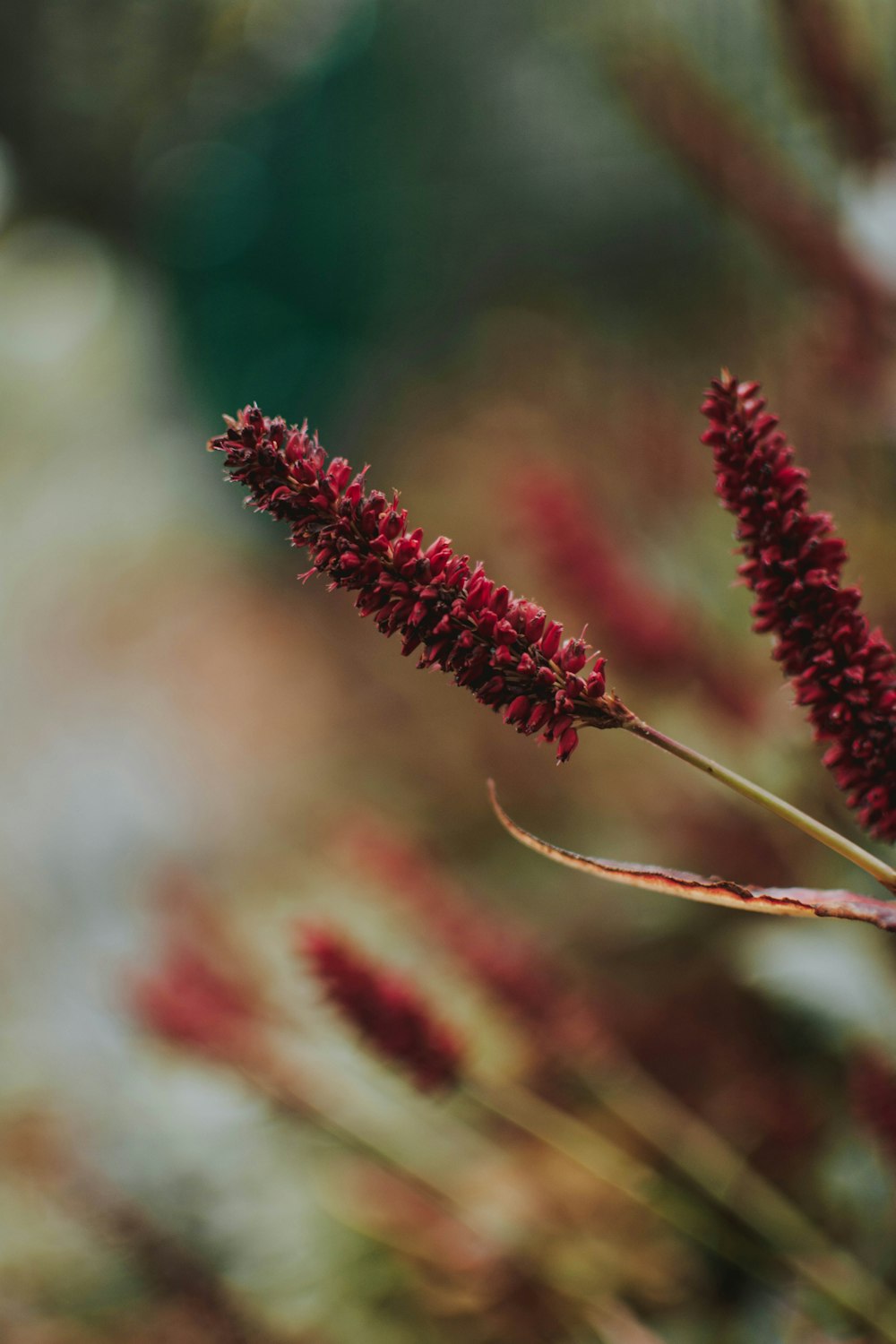 shallow focus photo of red plants