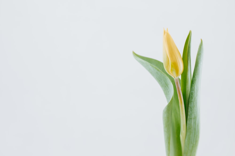 yellow tulip bud