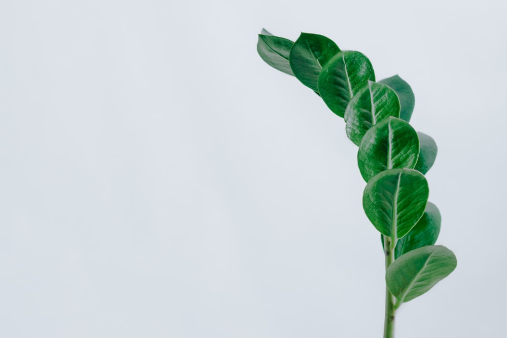 green leaf plant, zz plant