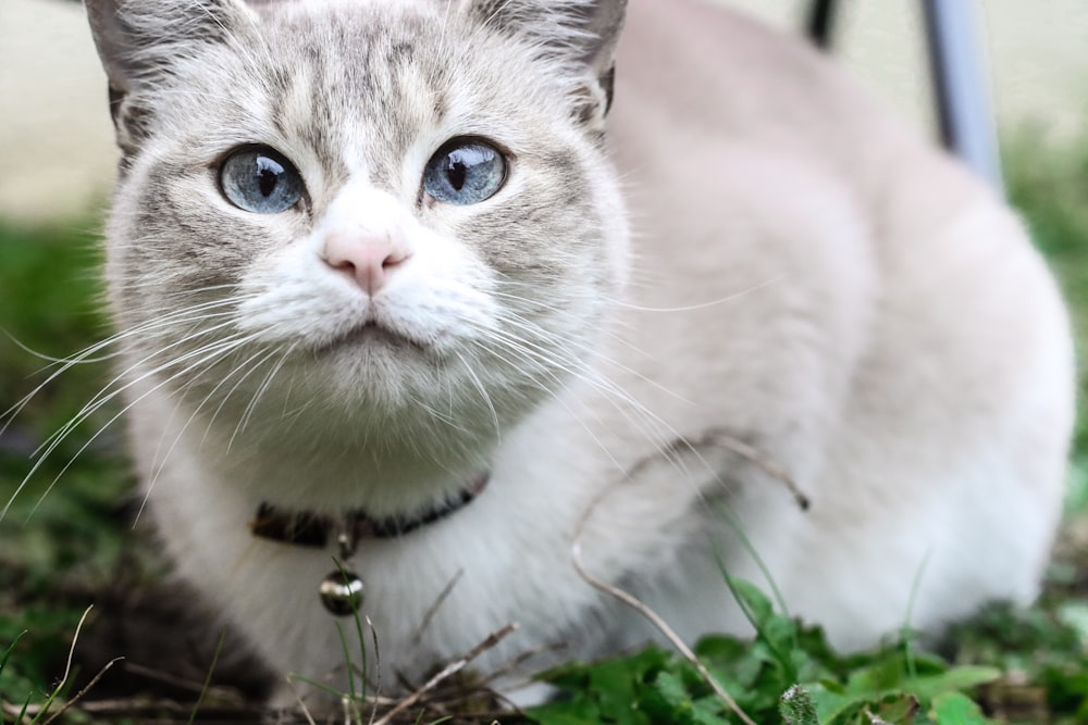 gray and white short-fur cat