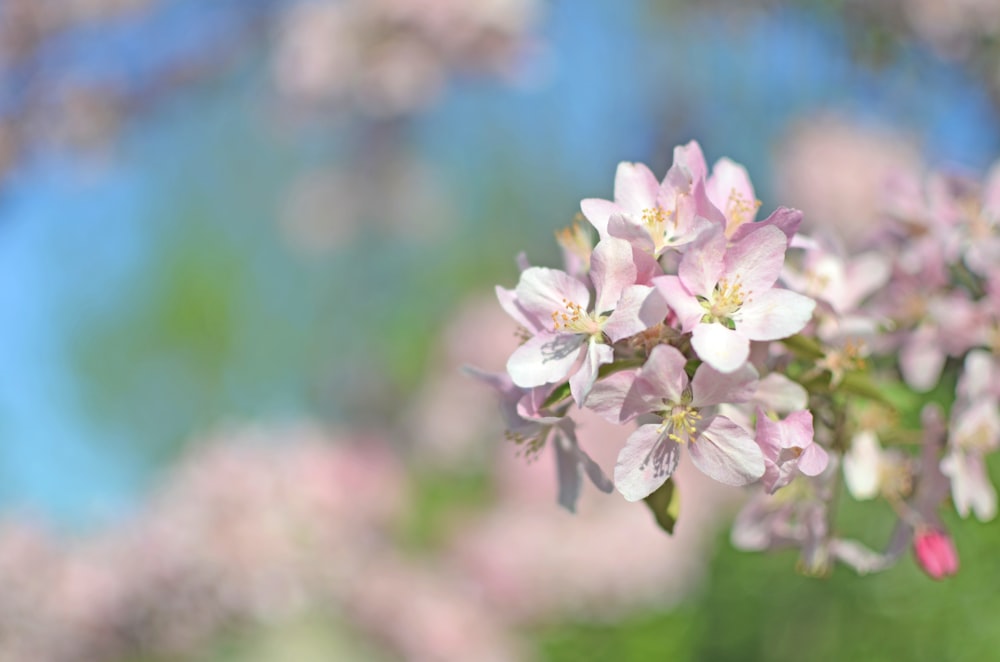 purple flowering tree during daytime