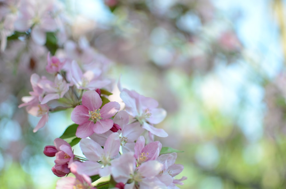 pink flower close-up photo