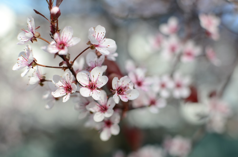 fleurs de cerisier blanc