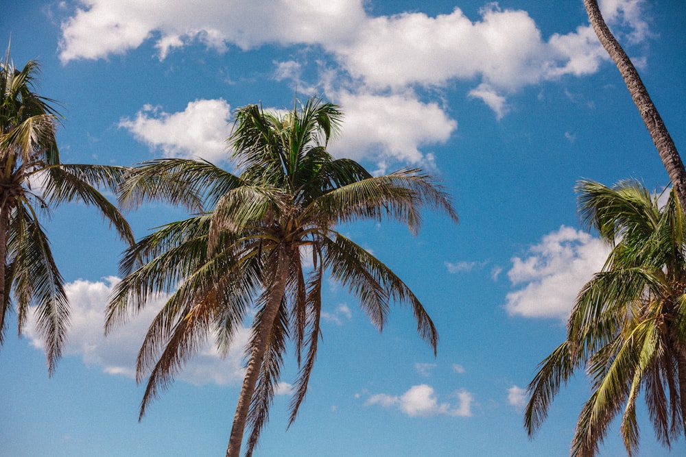 low-angle photography of coconut trees