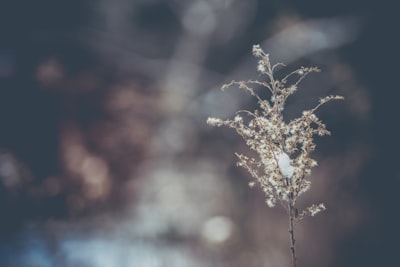 selective focus photography of plant with dews wintertime google meet background