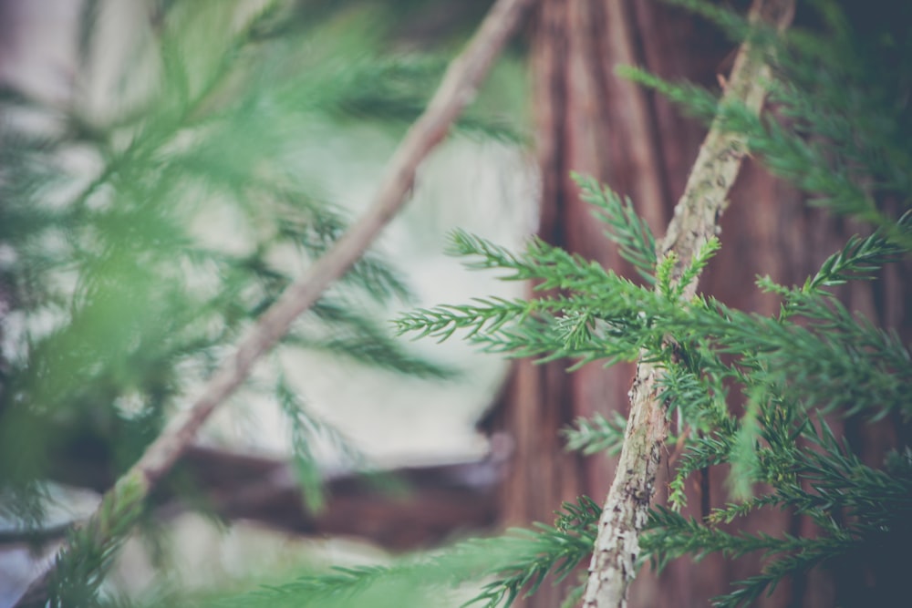 green pine tree bark