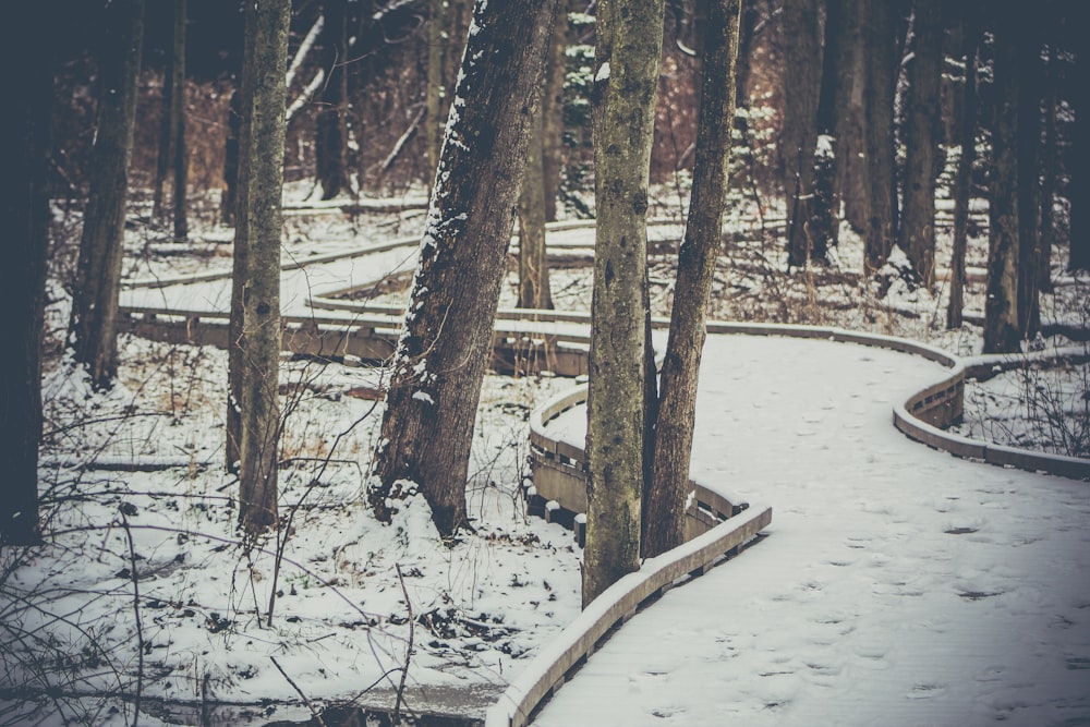 curved pathway between trees covered with snow