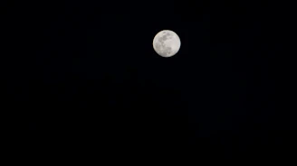 The Moon card illuminated softly, showing a path winding between a wolf and a dog under a starry night sky.