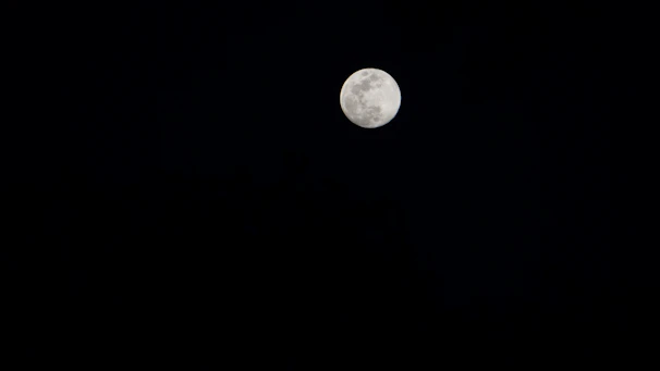 The Moon card illuminated softly, showing a path winding between a wolf and a dog under a starry night sky.