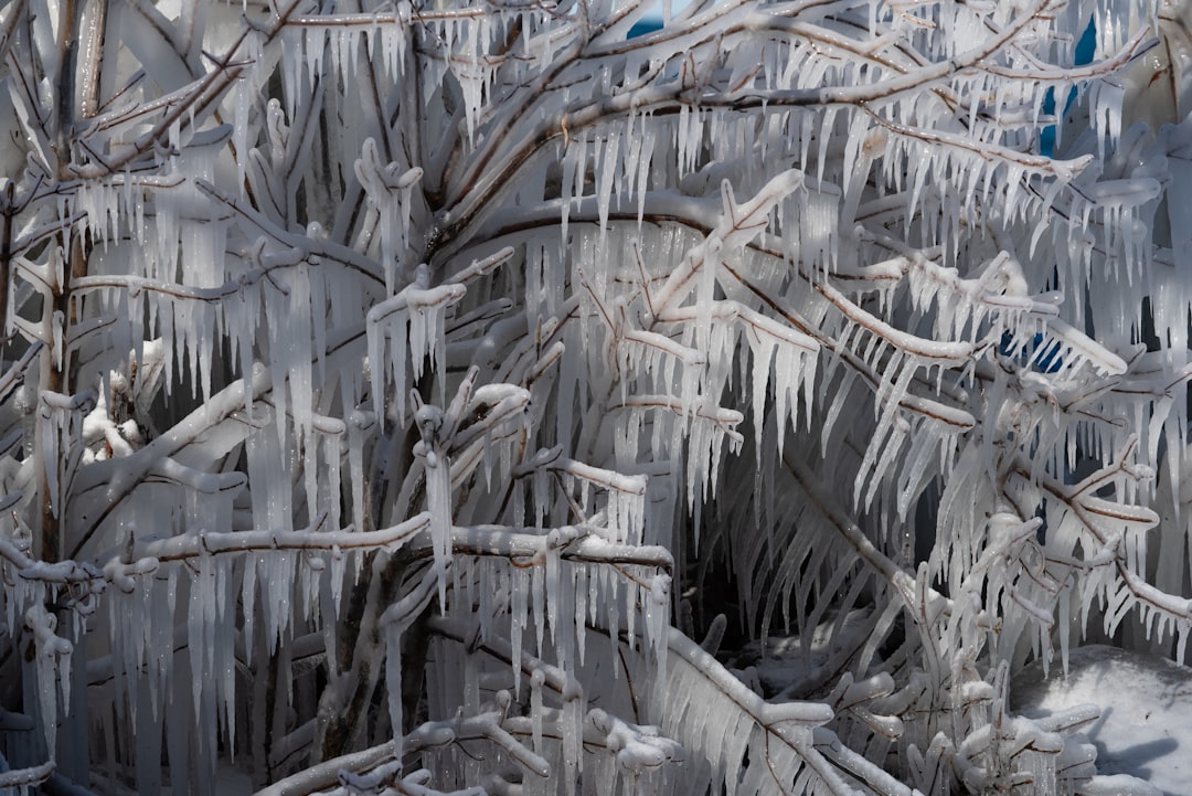 tree covered with snow