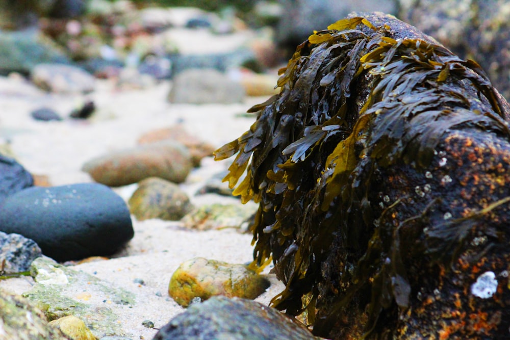 green seaweeds on rock