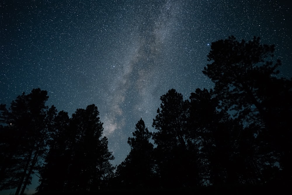 silhouette photography of trees and milky way at night time