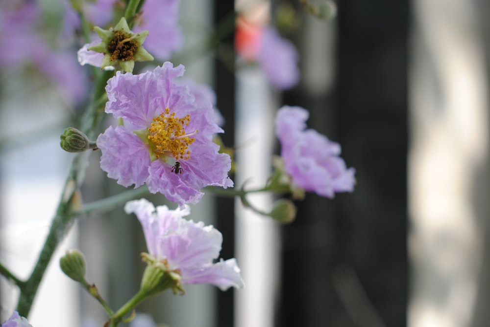 flores de pétalas cor-de-rosa