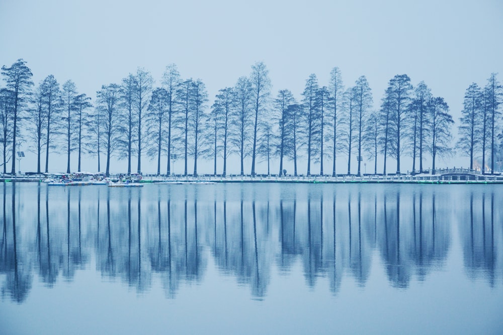 body of water near trees