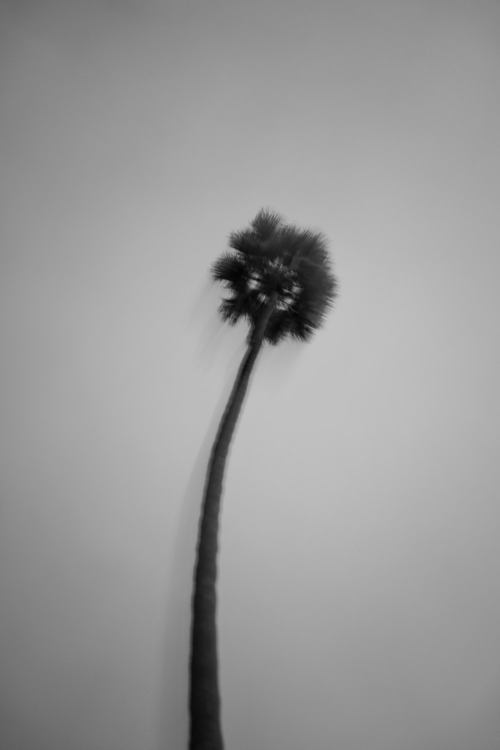 closeup photo of black-petaled flower