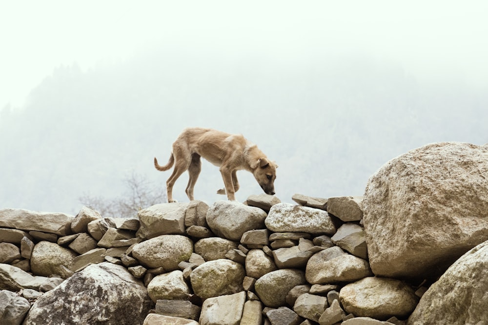 short-coated brown dog on stones